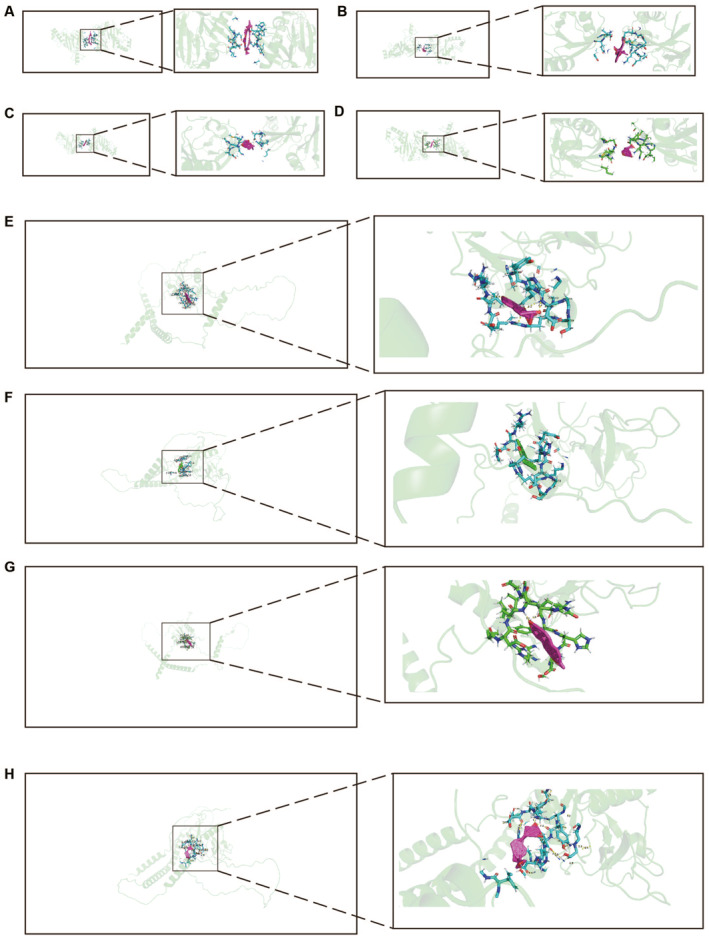 PMC10994001 – clt212350-fig-0004