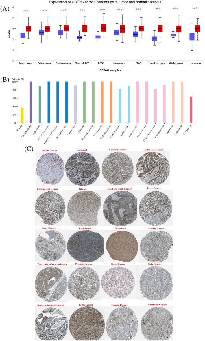 PMC10995712 – cnr22032-fig-0006