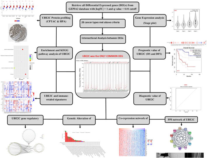 PMC10995712 – cnr22032-fig-0001