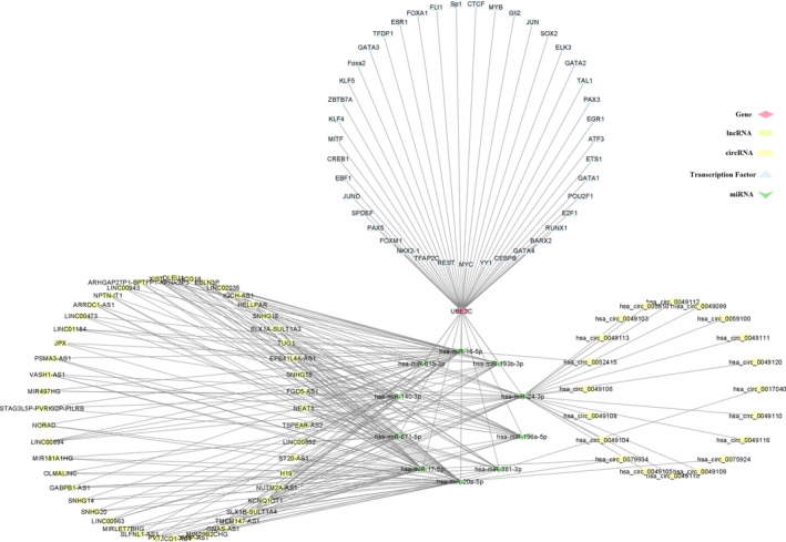 PMC10995712 – cnr22032-fig-0008