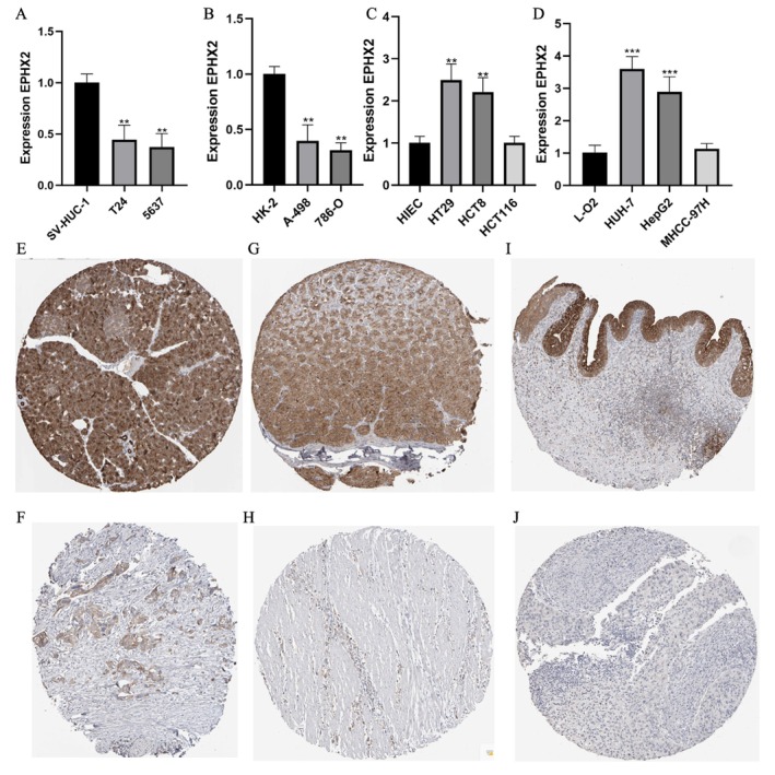 PMC11932960 – cnr270188-fig-0002