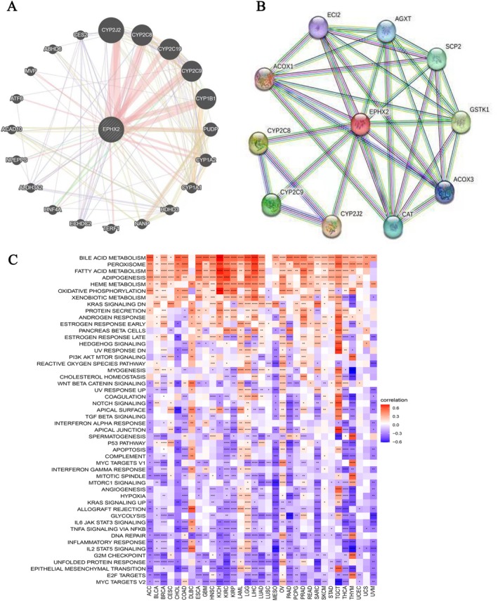 PMC11932960 – cnr270188-fig-0011