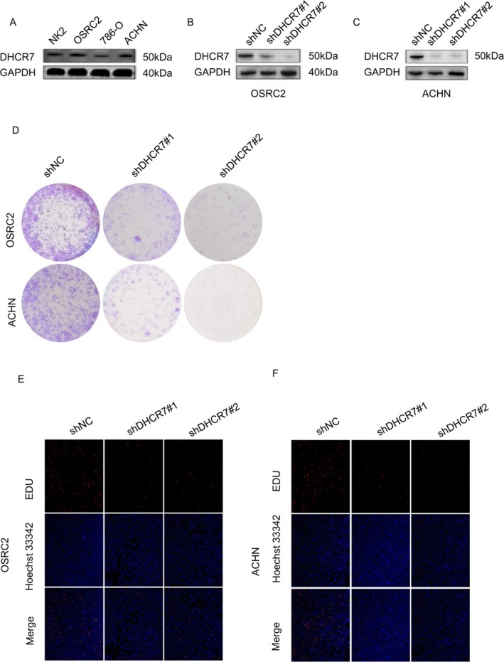 PMC12591708 – cnr270376-fig-0013