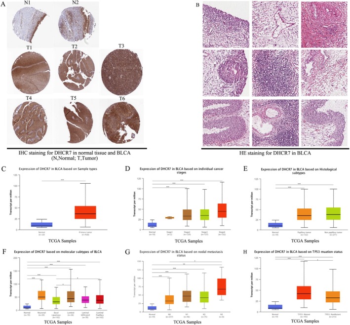 PMC12591708 – cnr270376-fig-0011