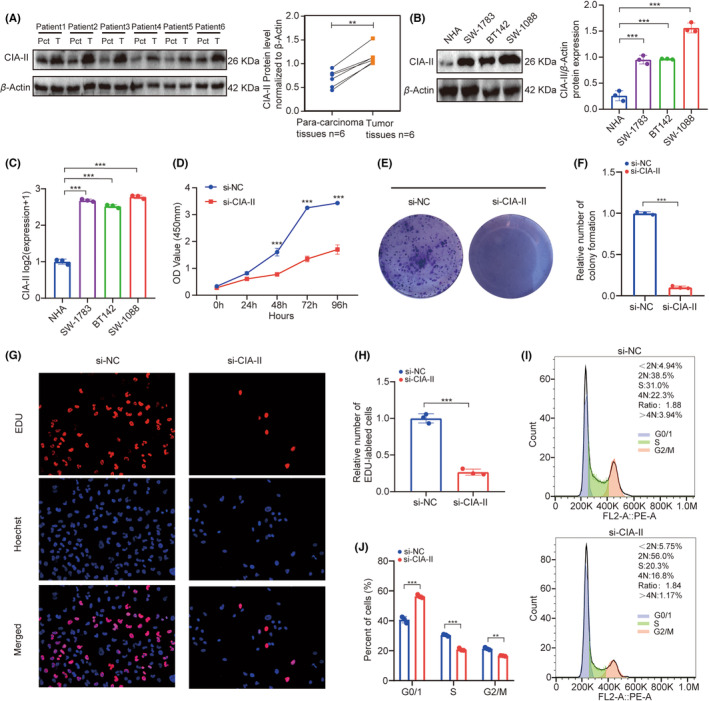 PMC10848044 – cns14340-fig-0008