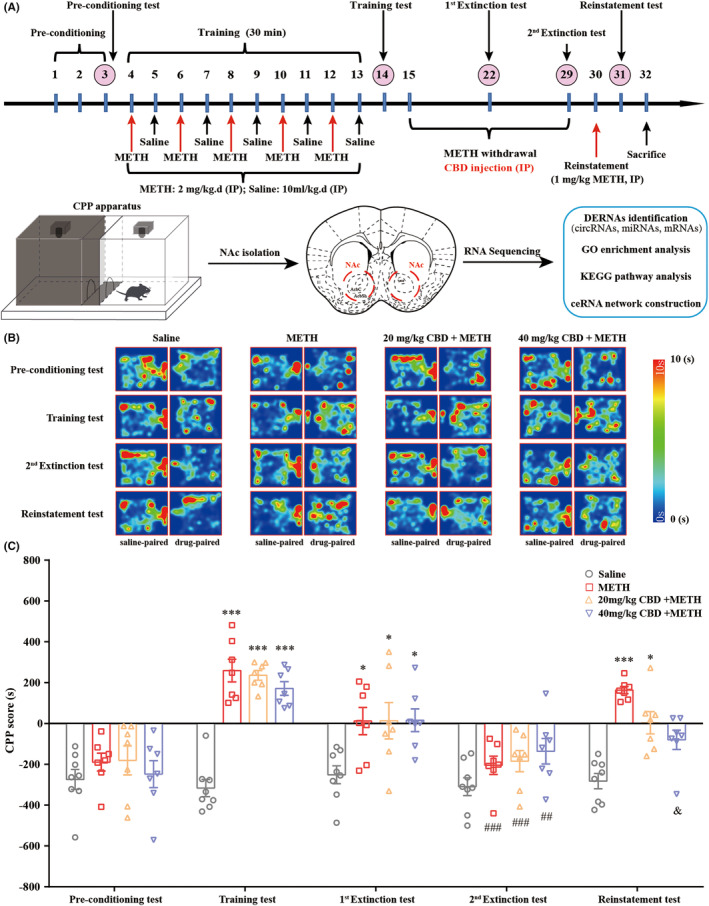 PMC11069028 – cns14737-fig-0001