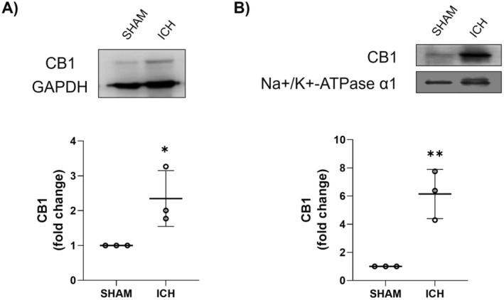 PMC12005396 – cns70385-fig-0001