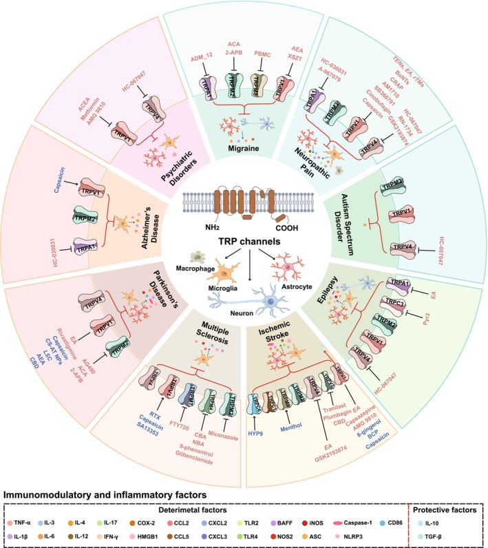 PMC12706177 – cns70700-fig-0003