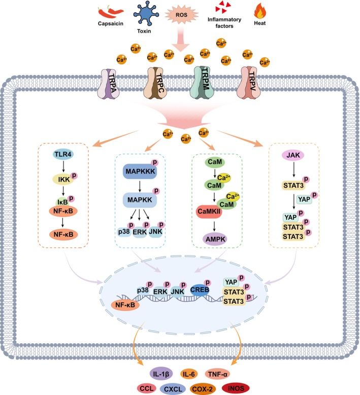 PMC12706177 – cns70700-fig-0002