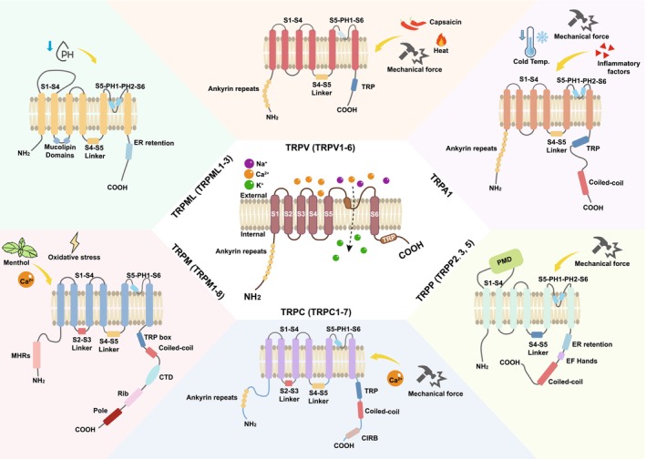 PMC12706177 – cns70700-fig-0001