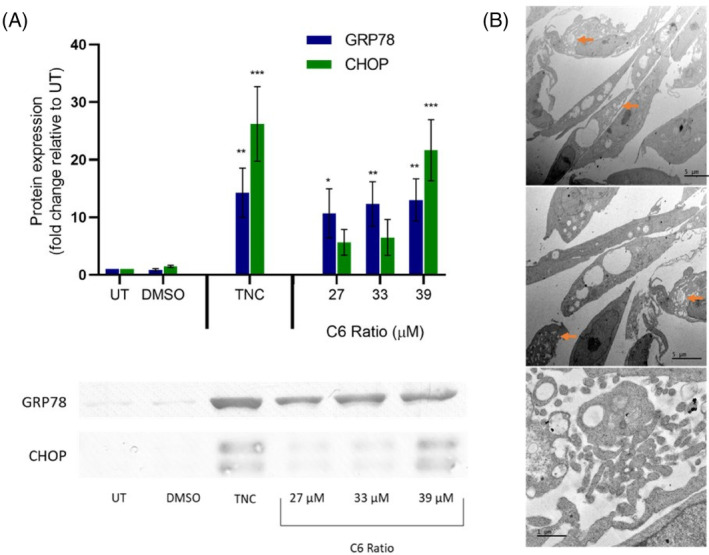 PMC11471428 – cpr13650-fig-0007