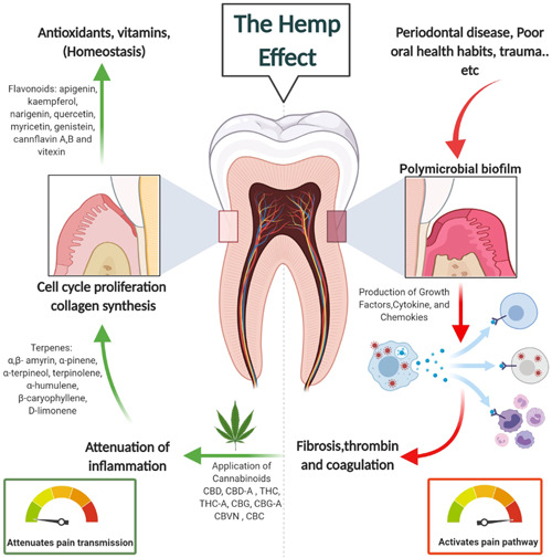 PMC9209799 – cre2564-fig-0002
