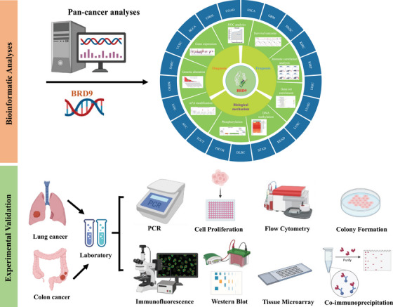 PMC10835192 – ctm21543-fig-0001