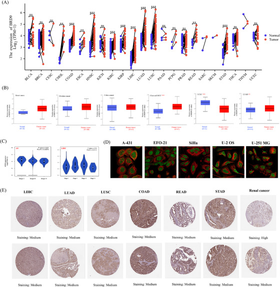 PMC10835192 – ctm21543-fig-0002