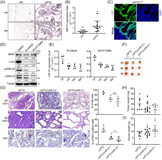 PMC11128713 – ctm21694-fig-0002