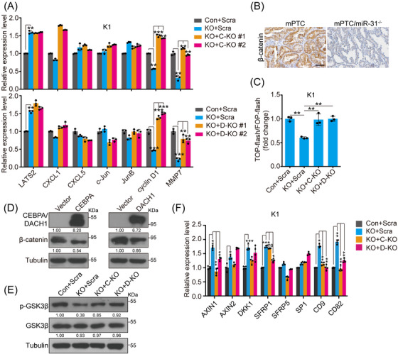 PMC11128713 – ctm21694-fig-0005
