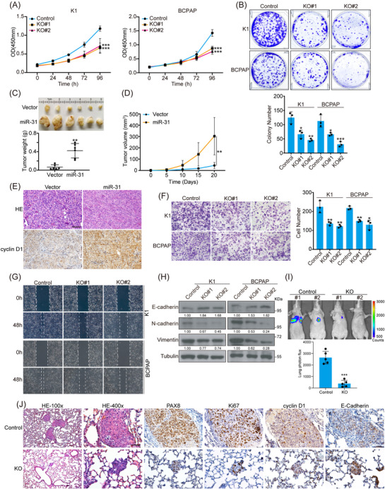 PMC11128713 – ctm21694-fig-0003