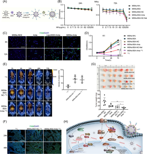 PMC11128713 – ctm21694-fig-0007