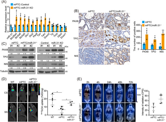 PMC11128713 – ctm21694-fig-0006