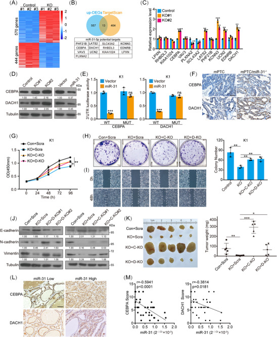 PMC11128713 – ctm21694-fig-0004