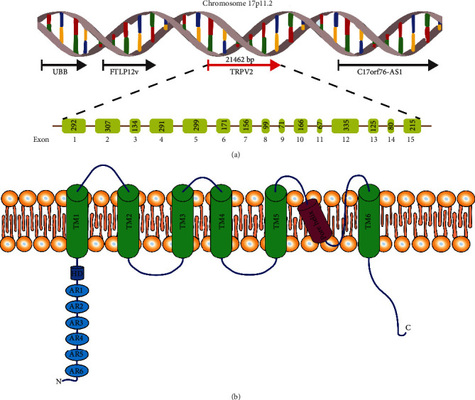 PMC7746447 – fig1