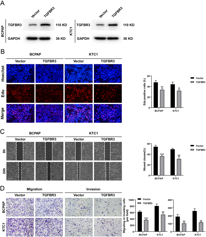 PMC11623029 – fig4