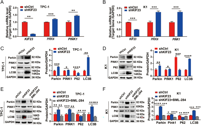 PMC12555028 – fig6