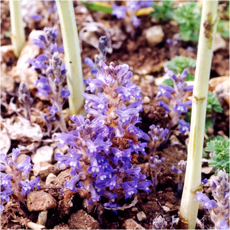 PMC10495549 – ece310529-fig-0001