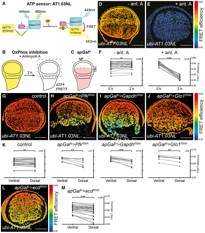 PMC7604625 – embj2019101767-fig-0001