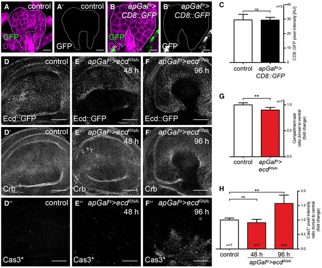 PMC7604625 – embj2019101767-fig-0001ev