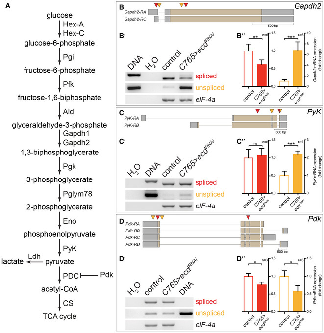 PMC7604625 – embj2019101767-fig-0002ev