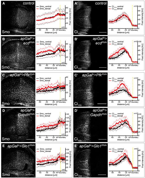 PMC7604625 – embj2019101767-fig-0003