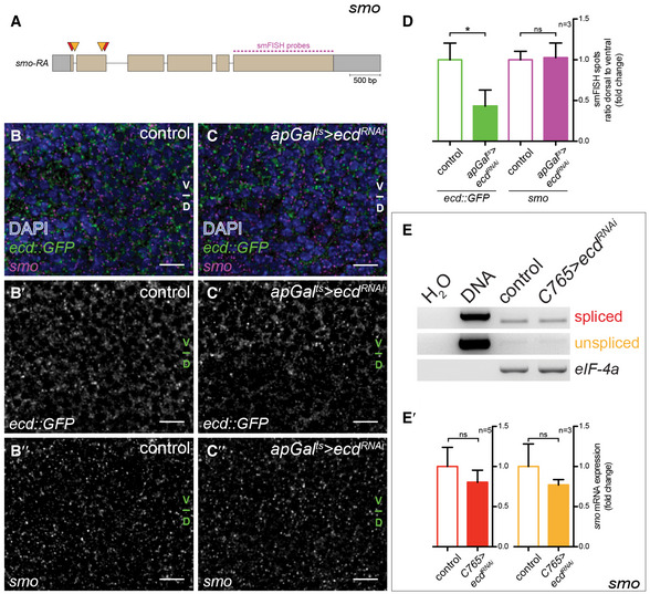 PMC7604625 – embj2019101767-fig-0003ev