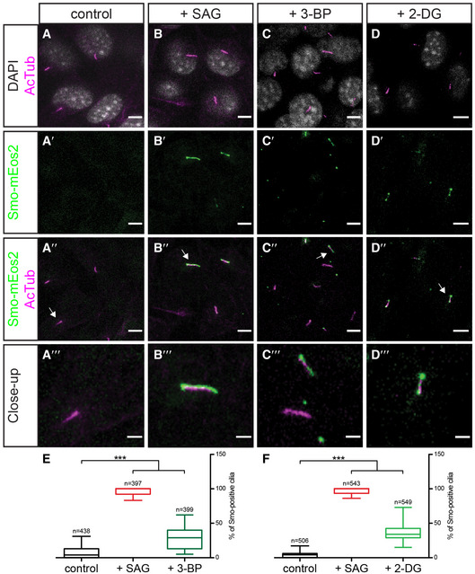 PMC7604625 – embj2019101767-fig-0004
