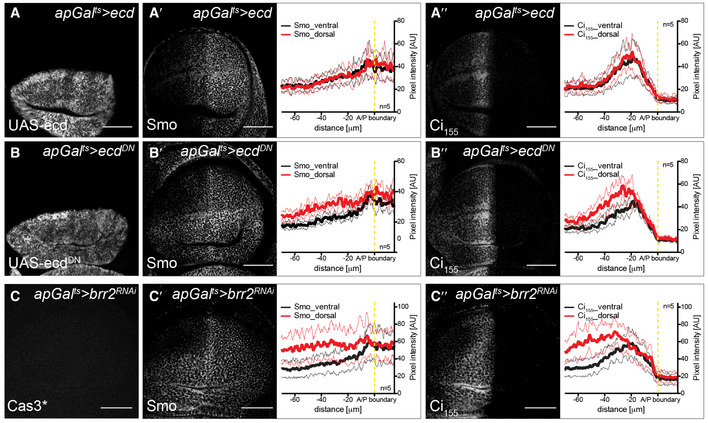 PMC7604625 – embj2019101767-fig-0004ev
