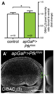 PMC7604625 – embj2019101767-fig-0005ev
