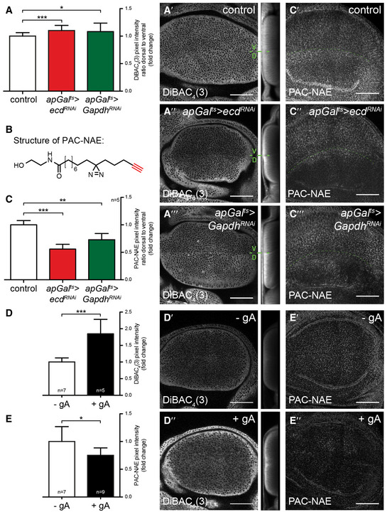 PMC7604625 – embj2019101767-fig-0006