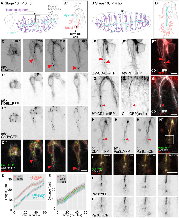 PMC7429744 – embj2020105332-fig-0001