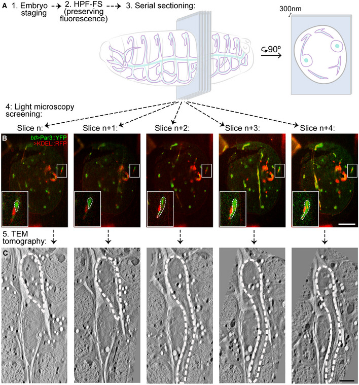PMC7429744 – embj2020105332-fig-0001ev