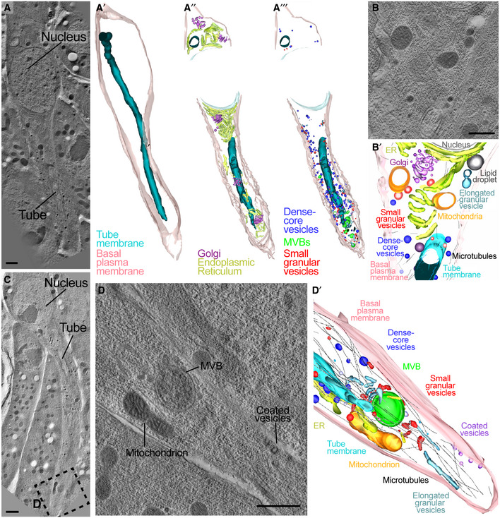 PMC7429744 – embj2020105332-fig-0002