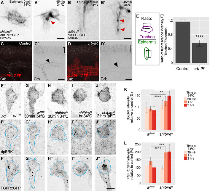 PMC7429744 – embj2020105332-fig-0002ev