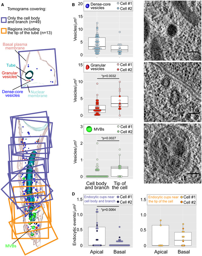 PMC7429744 – embj2020105332-fig-0003