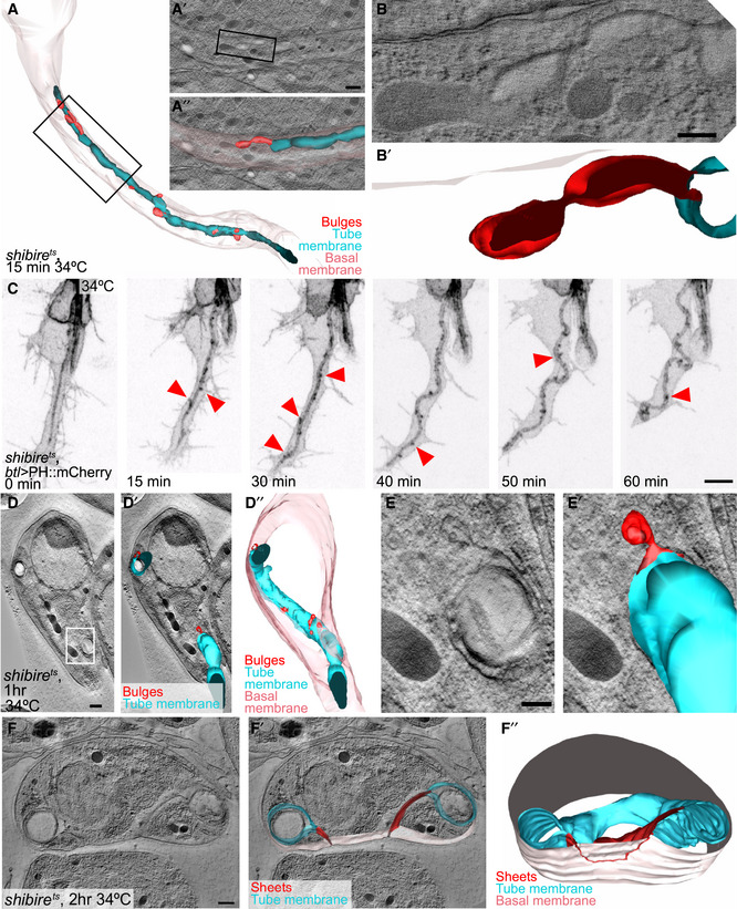 PMC7429744 – embj2020105332-fig-0003ev
