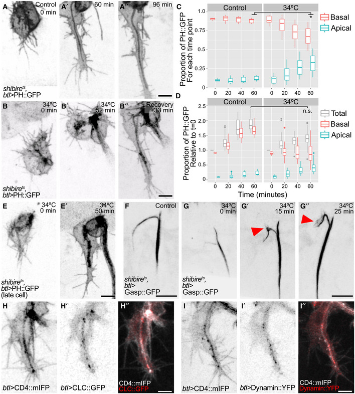 PMC7429744 – embj2020105332-fig-0004