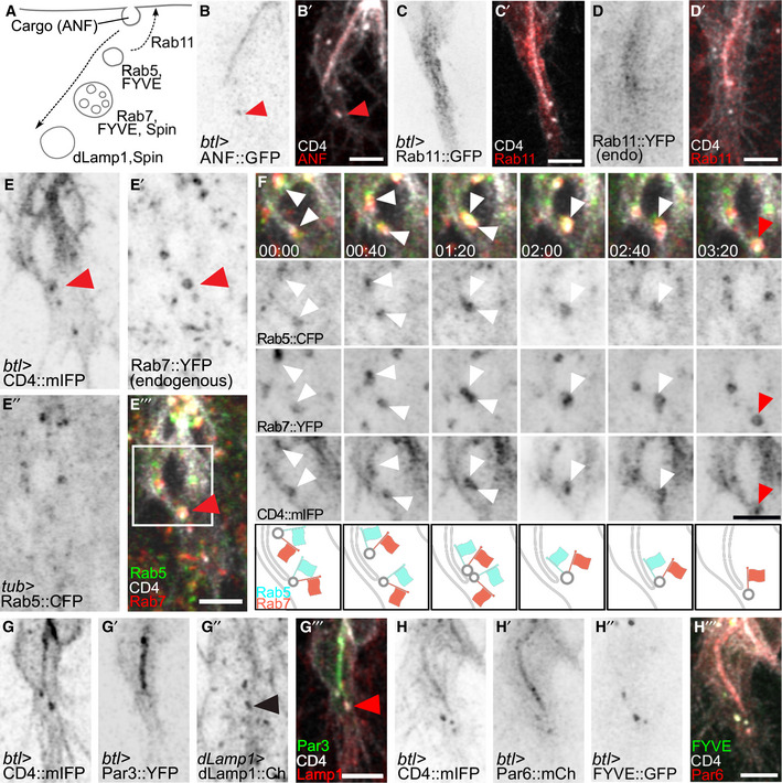 PMC7429744 – embj2020105332-fig-0004ev