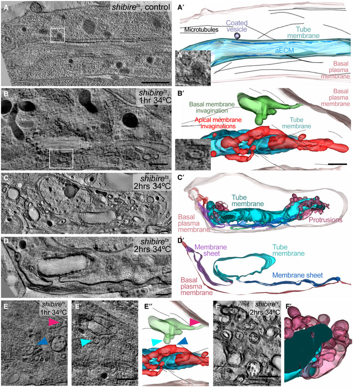 PMC7429744 – embj2020105332-fig-0005