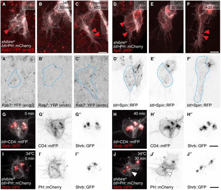 PMC7429744 – embj2020105332-fig-0005ev
