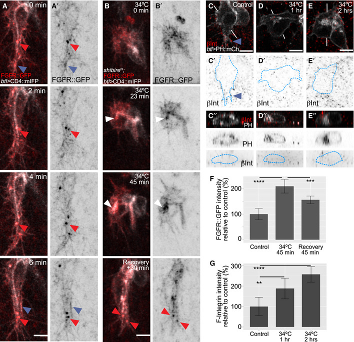 PMC7429744 – embj2020105332-fig-0006
