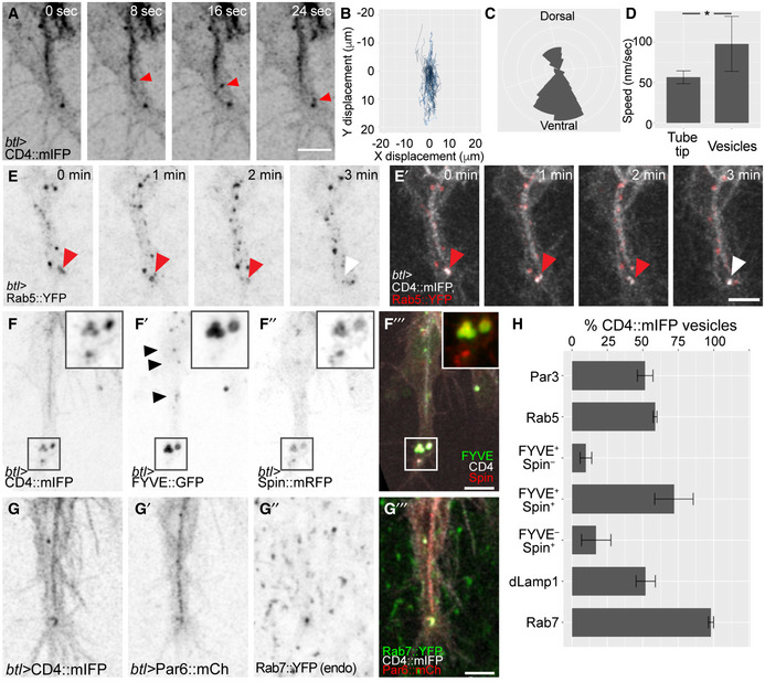 PMC7429744 – embj2020105332-fig-0007