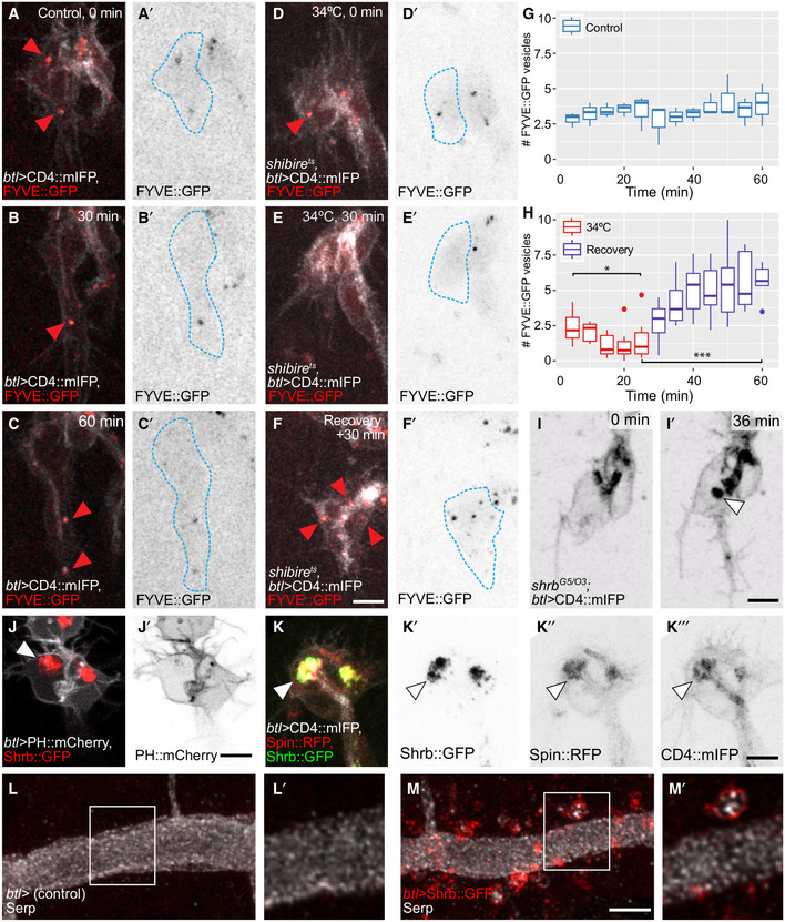 PMC7429744 – embj2020105332-fig-0008